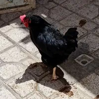مرغ خانگی  برشرط تخم  ۳ عدد