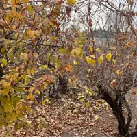 ۳۵۰متر ده ونک/خانه ویلایی حیاط دار