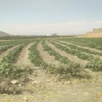 خیار