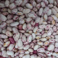 لوبیاچیتی درشت وخوش پخت ضمانتی ۵۰۰