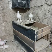 کفتر کبوتر لوتی اویناخ