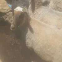 فروش شیشک رومانوف
