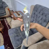 جوجه عروس هلندی  ۲ ماه . ۵۸ روزه