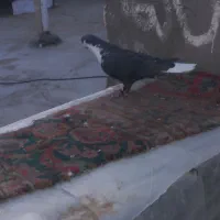 جفت نرماده ریش دمسفید نوک سفید