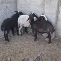 میش  درجه یک ویک بز سانن