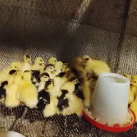 جوجه غاز دورگه و جوجه اردک خارجی و وجوجه برهما