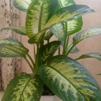 نگهداری از سالمند غیر پوشکی و نظافت منزل