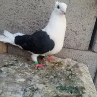 فروش کبوتر