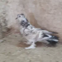 جوجه|پرنده|قم, کاسه گران|دیوار