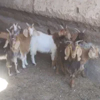 بزغاله ی نر وماده گله گرد