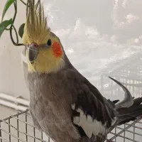 دو تا عروس نر