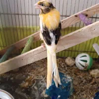 جوجه قناری درجه یک کشیده بلند پرتقالی ابلغ