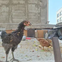 جوجه رسمی ۳ ماهه