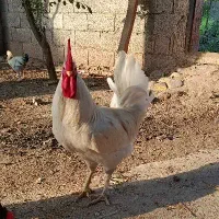 خروس سفید محلی