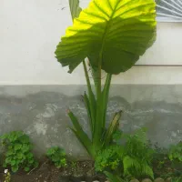 بابادم