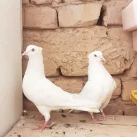 کبوترپرش سنگین .زینتی.رنگی .