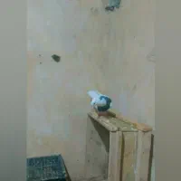کبوتر طوقی