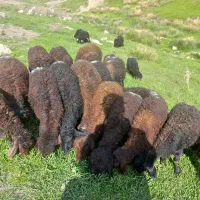 بره