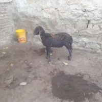 کاور نر