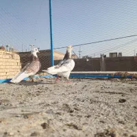 کبوتر