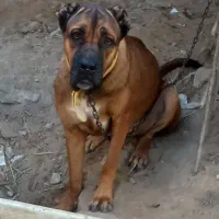 سگ خوب