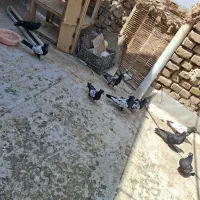 جوجه جوانه سینه سیاه