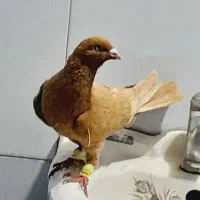 کبوتر