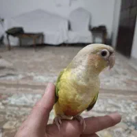 طوطی گرینچیک