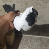 کبوتر پرشی