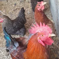 سه عدد مرغ و یک عدد خروس یک ساله