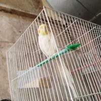 عروس هلندی جفت و جوجج