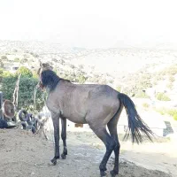 اسب|اسب و تجهیزات اسبسواری|پاتاوه, |دیوار