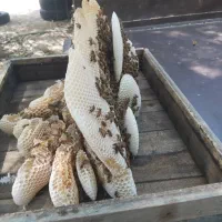 عسل بوقناق( زول)