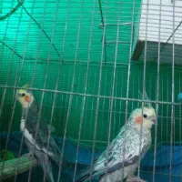 یه جفت عروس هلندی جوان