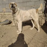 سگ گوسفندی