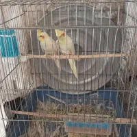 عروس هلندی با قفس و وسایل