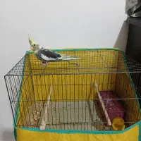 عروس هلندی