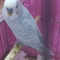 مرغ عشق نر زیبا ورنگ خاص