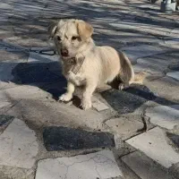 سگ پاپی