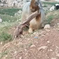 با سلام خدمت دوستان