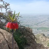 همنورد کوه دماوند