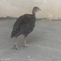 جوجه بوقلمون