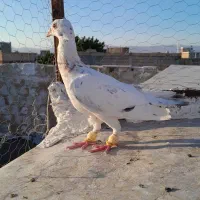 حیوان پرش