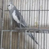 عروس هلندی  نر