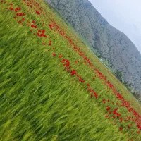 زمین نصر .پشت تجاری ‌کوچه یک ‌.کوچه ده متری.