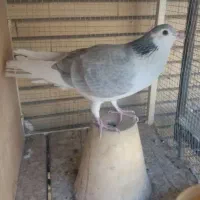 کبوتر ابرو بادی نر