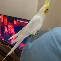 طوطی عروس سخنگو رام