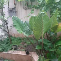 فروش گل بابا آدم سه بوته