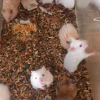 همسترتازه بالغ شده دستی واکسن خورده