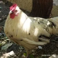 خروس ومرغ رسمی تخم گذار